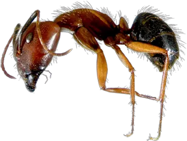  Ant Control Tips How To Prevent Florida Carpenter Ant Size Size Png Ants Png