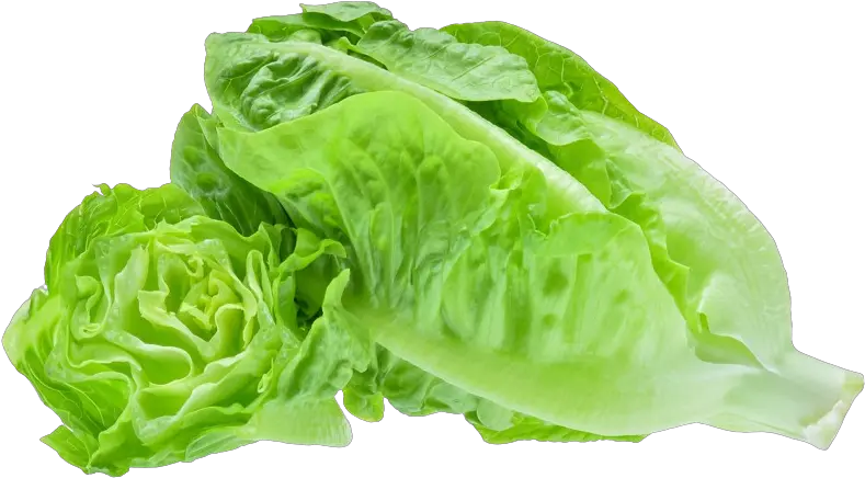  The Future Of Food Is Grow Ityourself Romaine Lettuce Png Lettuce Transparent