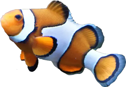  Clown Fish Transparent Background Free Png Images Clown Fish Clear Background Fish Png Transparent