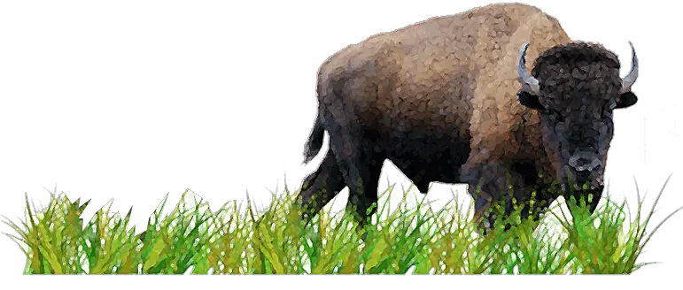  Download Activity 3 Plan A Prairie American Bison Png Bison Png