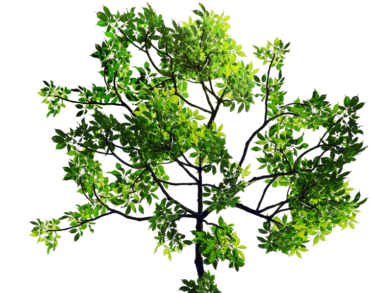  Green Leaves Tree Branch Png Stock Tree With Leaves Png Branch Png