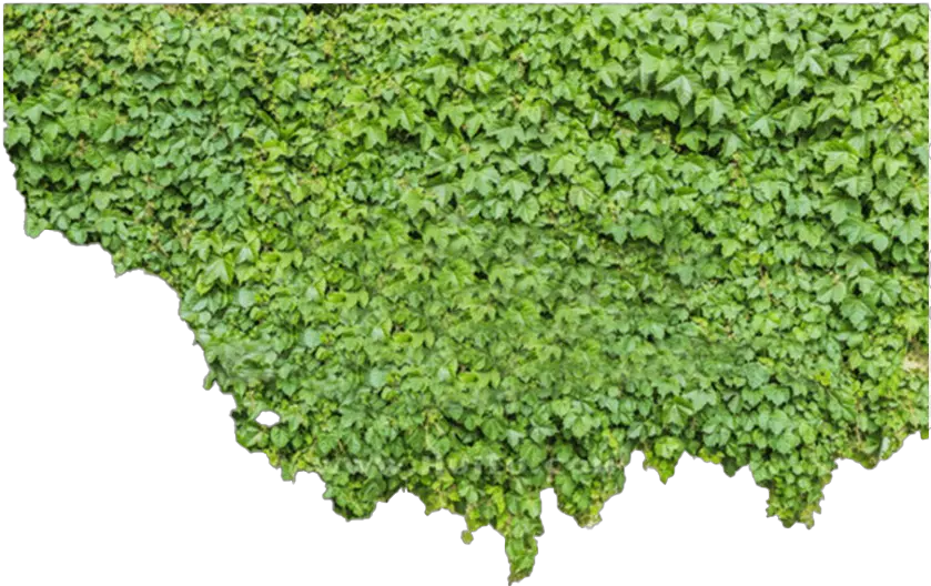  Ivy Png Picture Transparent Green Wall Png Ivy Png