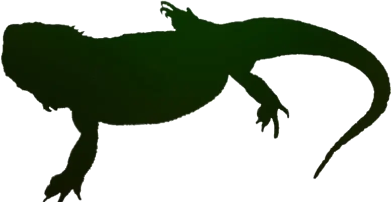  Transparent Bearded Dragon Lizard Icon Amphibians Png Lizard Icon