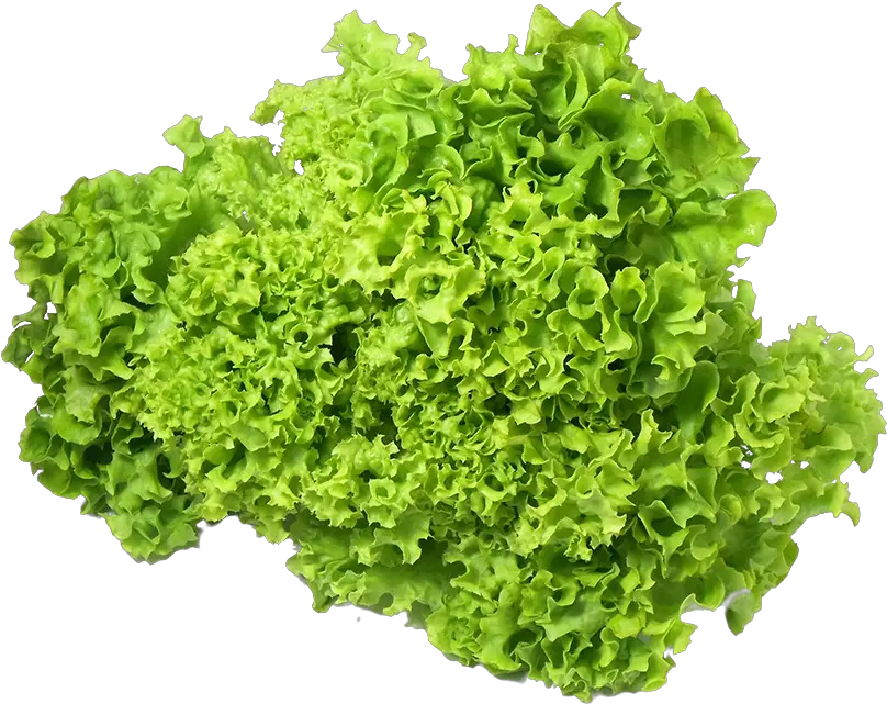  The Future Of Food Is Grow Ityourself Vertical Png Lettuce Transparent