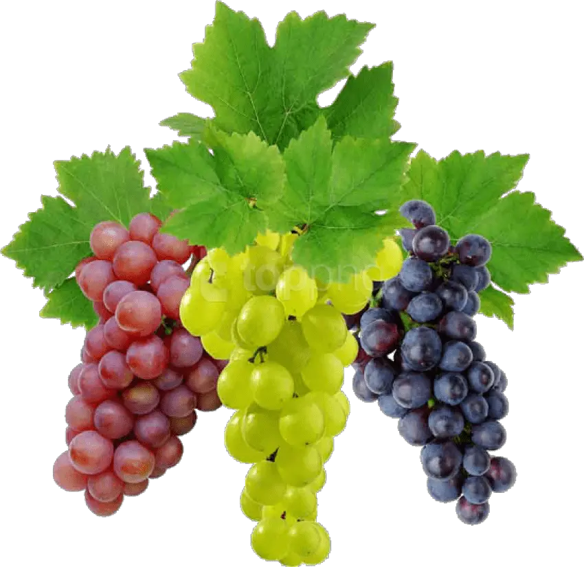  Grape Png Image Download Free Picture Grapes Png Grape Png