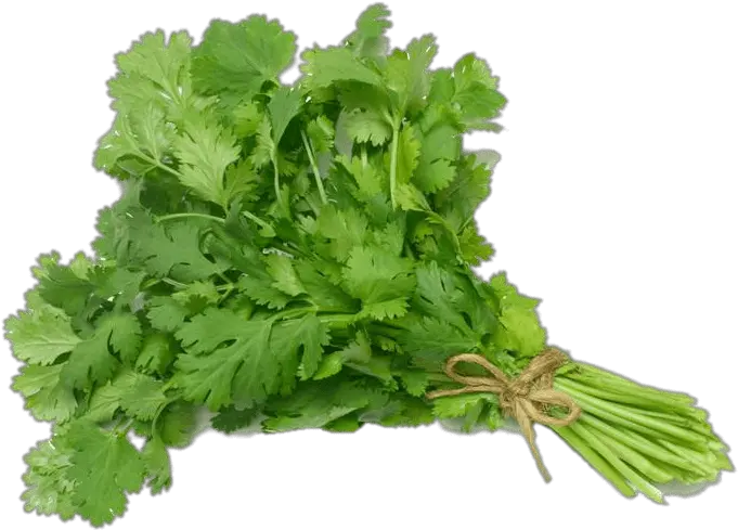  Slo Png Cilantro