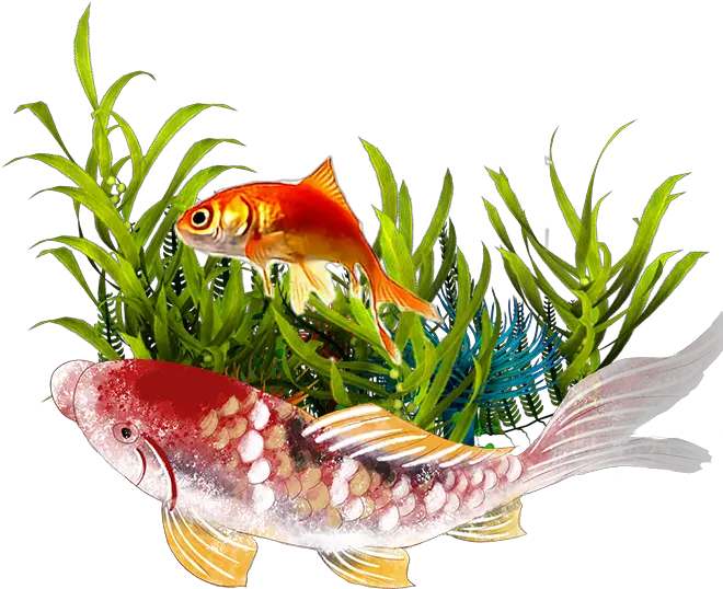  Welcome To Ace Aquatics Underwater Plants Transparent Png Koi Fish Icon