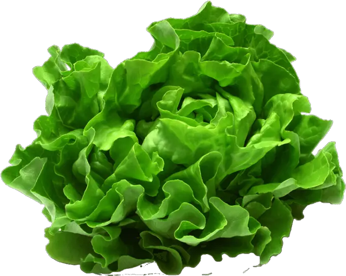  Lettuce Themealdb Lettuce Eton Png Lettuce Png