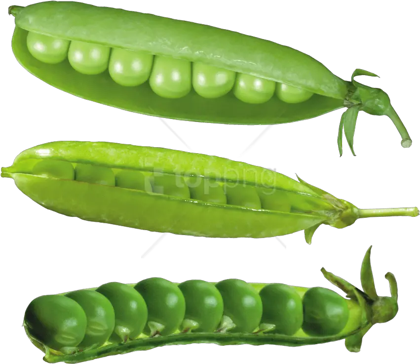  Download Pea Png Images Desenho Lentilha Pea Png