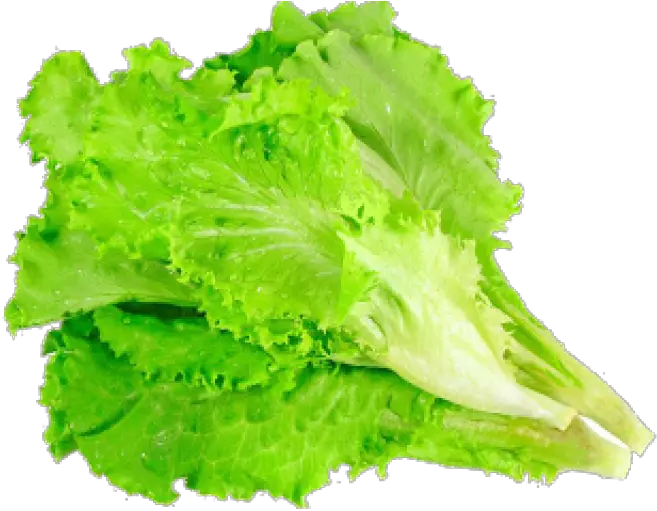  Leafy Lettuce Png