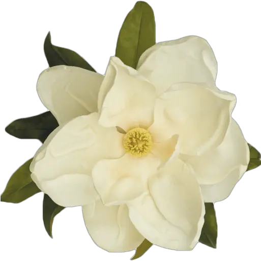  Gardenia Png Transparent Images Free Download Flowers