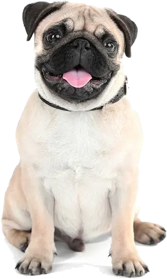  Pug Png