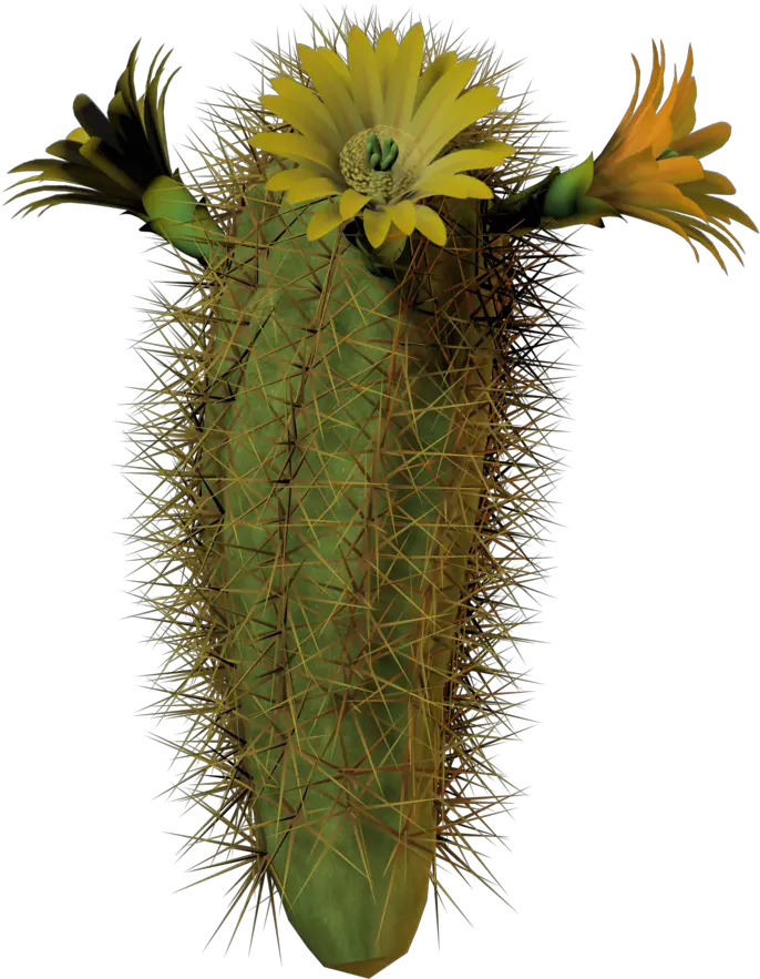  Download Hd Cactus Flower Tall By Equi Cactus Blooms With Cactus With Flower Transparent Background Png Cactus Transparent Background