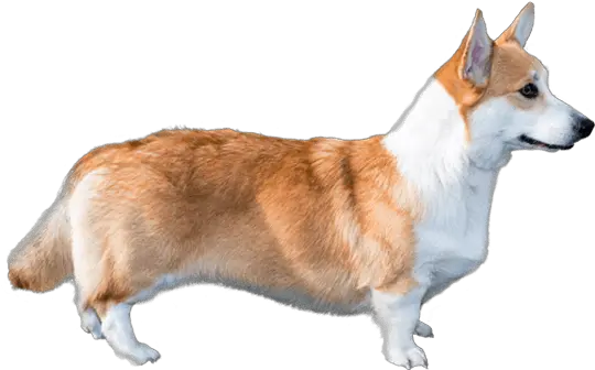  Download Corgi Dog Corgis Png Corgi Png