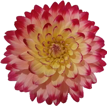  Free Flower Clipart Dahlia Png Red Flower Transparent