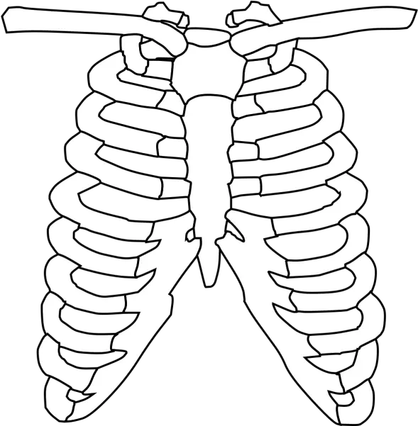  Rib Cage Png Svg Clip Art For Web Download Clip Art Png Xray Clipart Cage Icon