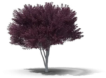  Download Hd Plum Png Background Image Plum Tree Transparent Background Plum Png