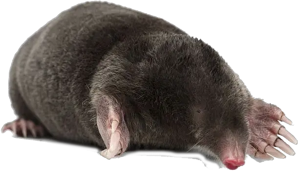  Png Mole Transparent Mole Png Mole Png