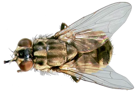  Stable Fly Png Image With No House Fly Fly Png