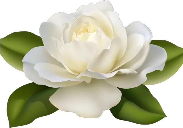  White Rose Clipart Guldasta Gardenia Flowers Png White Rose Beautiful Flowers Flowers Png Transparent