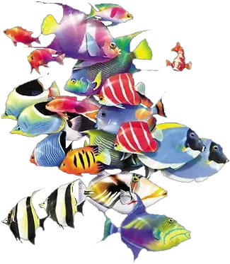  Download Oa Ocean Fish School Of Fish Png School Of Fish Png