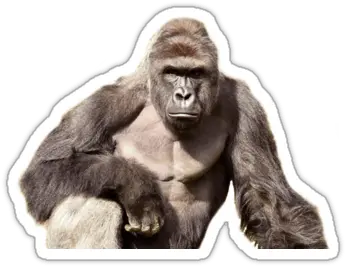  Harambe Sticker Transparent Png Dangerous Animals Transparent Harambe