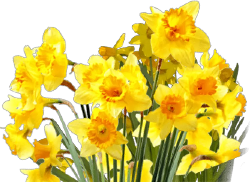  Top Five Yellow Flowers Tumblr Aesthetic Story Medicine Png Daffodils Flowers Transparent Tumblr