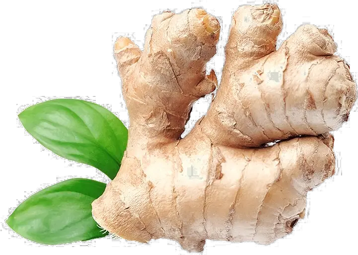  Download Ginger Png Image Protector Ginger Shampoo Ginger Png