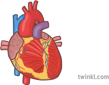  Human Heart Organ 1 Illustration Illustration Png Heart Organ Png