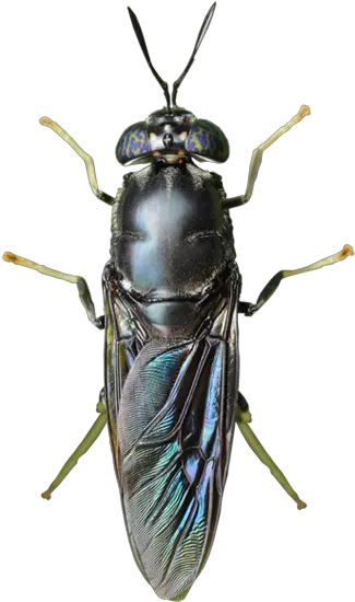  Sfly Producer Of Chitin Chitosan Black Soldier Fly Black Soldier Fly Transparent Png Flies Png