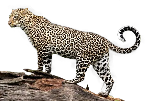  Jaguar Transparent Png Image Jaguar Png Jaguar Png