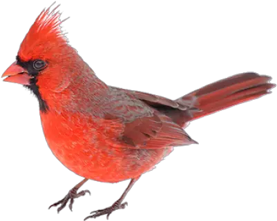  Download Free Png Red Bird Northern Cardinal Red Bird Png