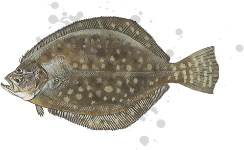  Southern Flounder Transparent Png Image Southern Flounder Flounder Png