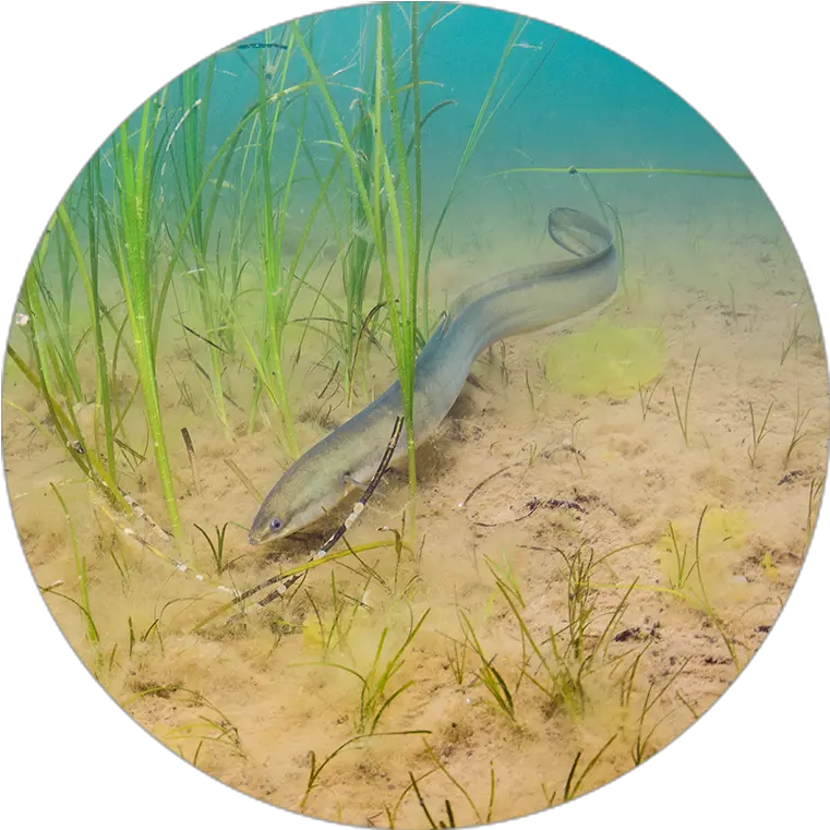  Canadian Wildlife Federation Appeal For The Eel Eel Lake Ontario Png Eel Png