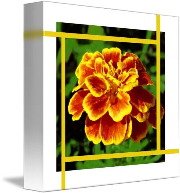  Golden Marigold Flower And Gold Lines By Lloyd Cain Marigold Png Marigold Transparent