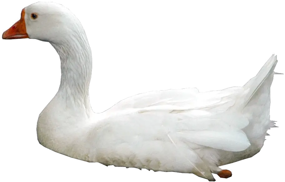  Download Free Png Swan Photos Ducks In Water Png Swan Png