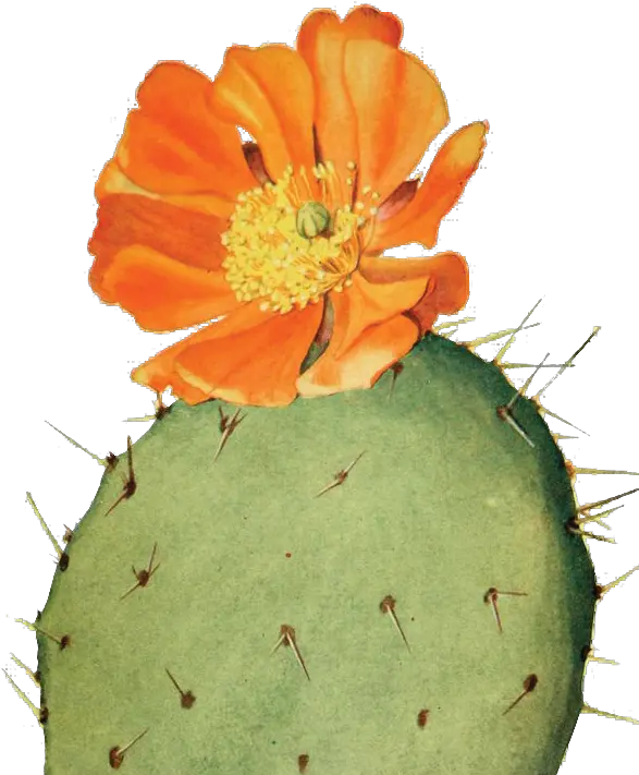  Digital Collaging U2014 Portfolio Of Aaron Matsuda Botanical Illustration Cactus Flower Png Cactus Png