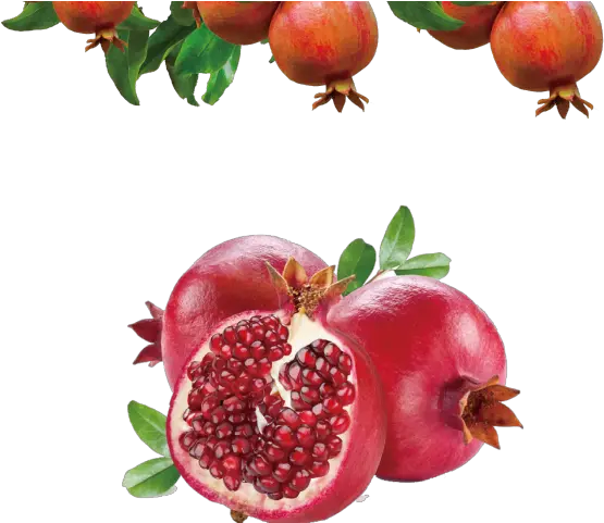  Clipart Transparent Background Png Pomegranate