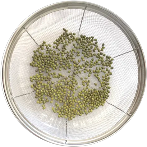  Tony Hornick Sprout Grower Instructions U2013 Growers Mung Bean Png Bean Sprout Icon