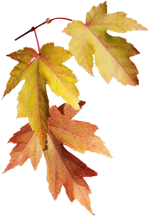  Leaves Autumn Fall Nature Season Fall Season Transparent Png Autumn Png