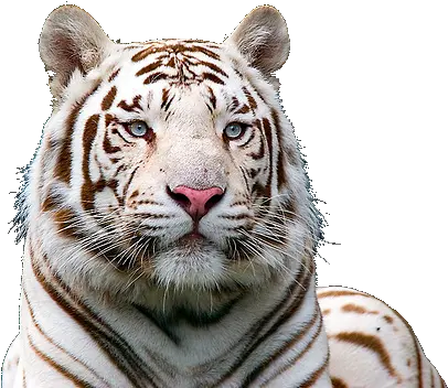  Download White Tiger Free Png White Tiger No Background Png Pictures