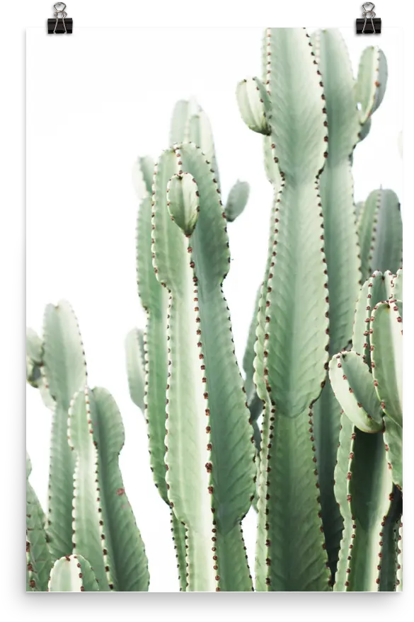  Download Pastel Desert Cactus Full Size Png Image Pngkit Cactus Cactus Png