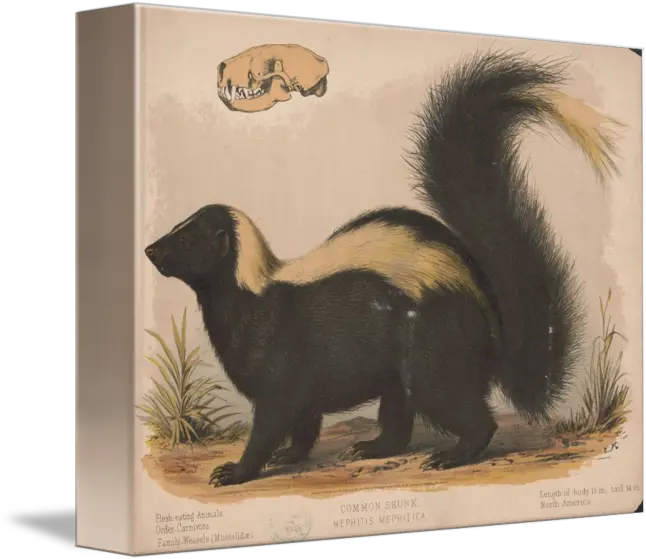  Vintage Illustration Of A Skunk By Map Store Striped Skunk Png Skunk Transparent