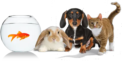  Pet Png Image Pets Foods Pet Png