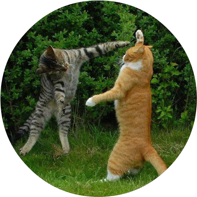  39365 Cats Two Fighting Air Hug Full Size Png Cats Hate Each Other Hug Png