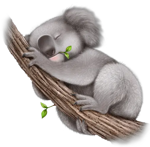  Png Koala Koala Png Koala Transparent