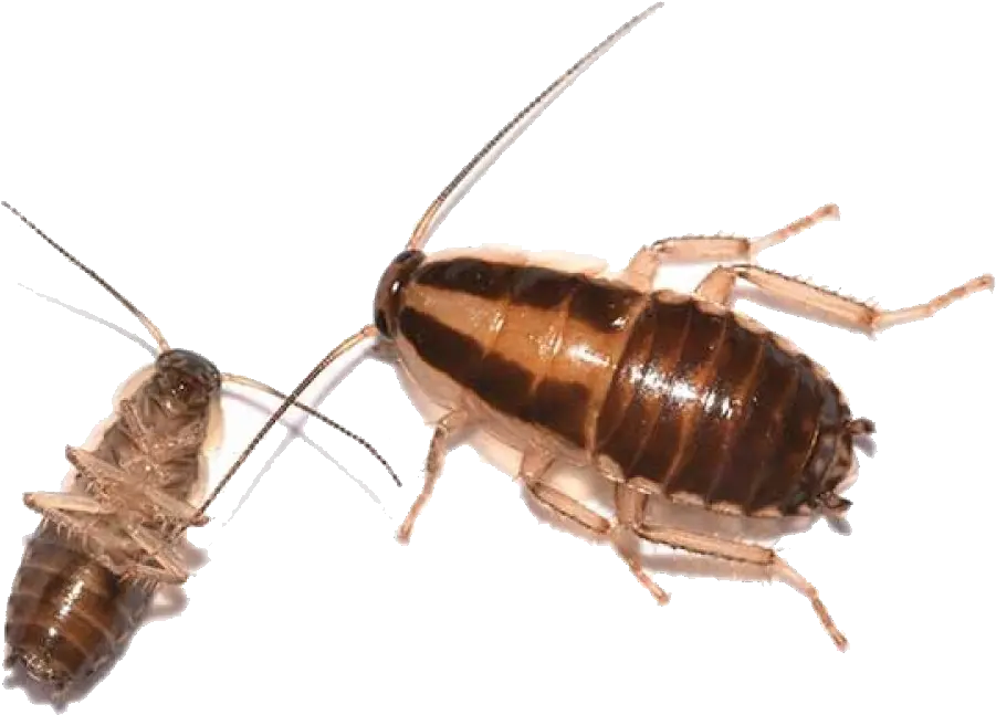  Download Nymph German Cockroach German Cockroach Nymph Cockroach Nj Png Cockroach Transparent