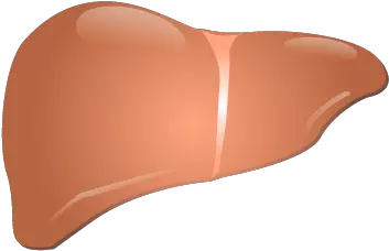  201405 Liver Liver Png Liver Png