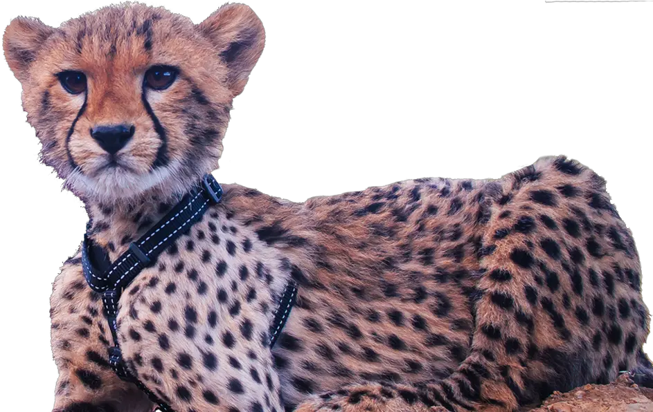  Download Image Cheetah Cub Cheetah Png Image With No Cheetah Cub Png Cheetah Png