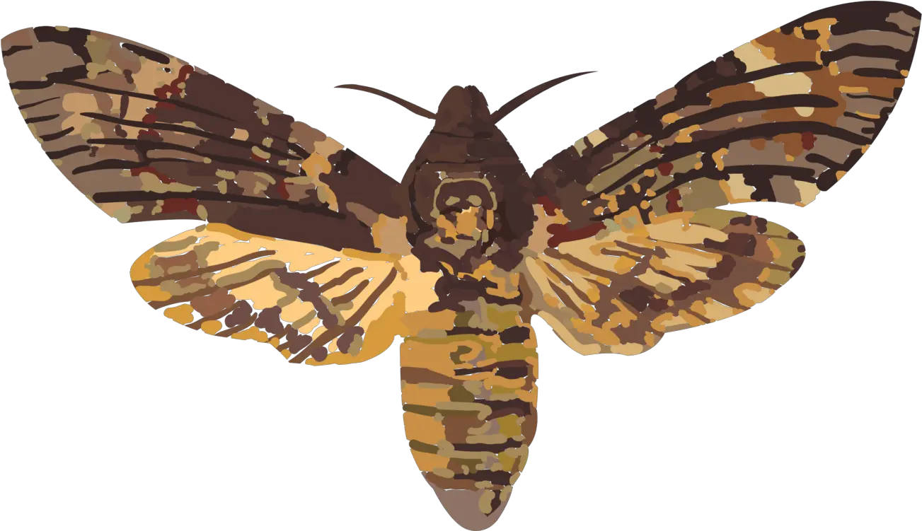  Head Hawkmoth Hawk Moths Elephant Scientific Illustration Death Hawk Moth Png Moth Png